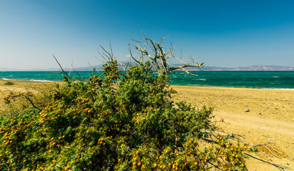 picturesque coast landscape with green bush with nuts and cones , abandoned beach with golden sand , sea with azure water and mild surf, blue sky and mountains on the background