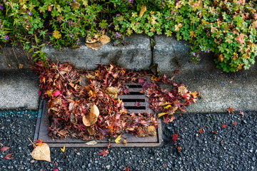 Flooding threat, fall leaves clogging a storm drain on a wet day, street and curb