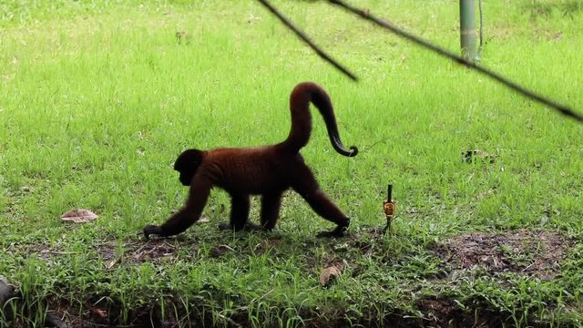 Woolly Monkey at yana cocha ecological reserve Ecuador