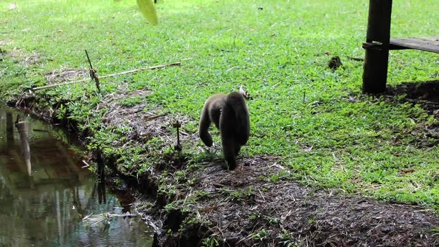 Woolly Monkey at yana cocha ecological reserve Ecuador