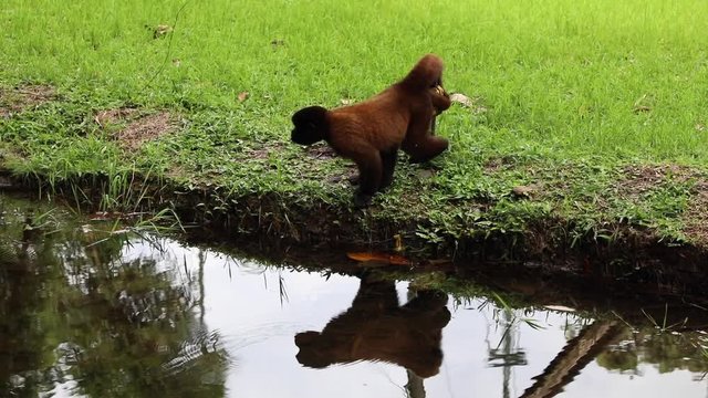Woolly Monkey at yana cocha ecological reserve Ecuador