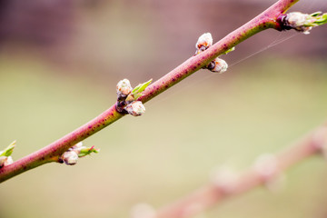 Fruit tree branch with buds on blurred background_