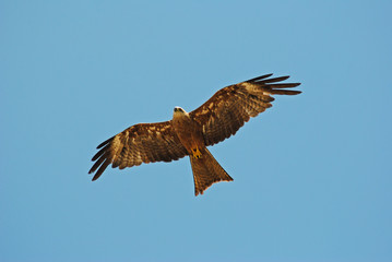 bird of prey flight against a blue sky