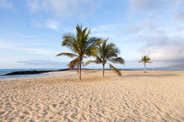 Beautiful deserted beach with coconut trees seen in the early morning, Puerto Villamil, Isabela Island, Galapagos, Ecuador