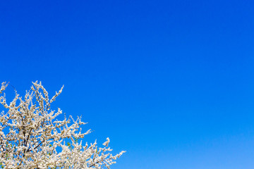 Spring background with cherry flowers on blue sky background, copy space_