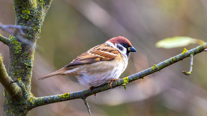Sparrow sits on a tree branch on a blurred background_