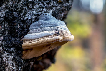 Chaga mushroom on a birch trunk. Useful inedible mushrooms_