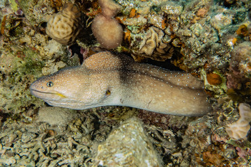 Moray eel Mooray lycodontis undulatus in the Red Sea, eilat israel