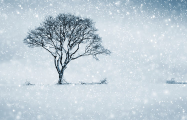 Single winter tree in the field and snowfall.