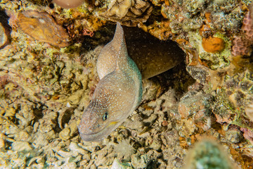 Moray eel Mooray lycodontis undulatus in the Red Sea, eilat israel