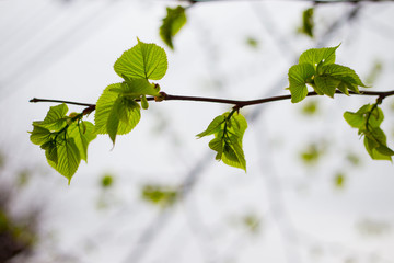 branch of tree with green leaves on blue background