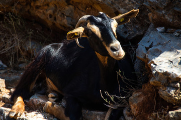 A black-brown goat hidden between the rocks