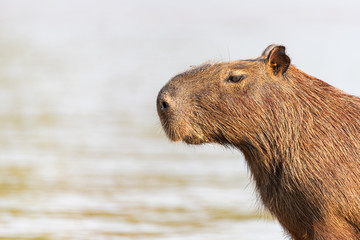 Obraz premium A tiny fly stands on the the largest rodent-Capybara