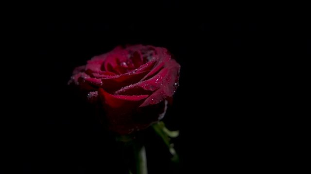 Spinning rose. A beautiful red rose in dew swirls on a black background.
