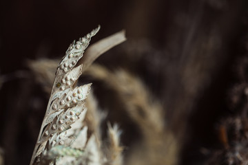 Close-up of dry branches of autumn bouquet. Decor