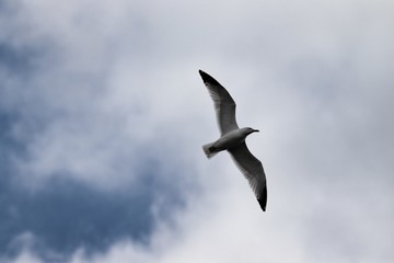 Solitary seagull in flight