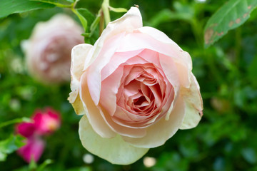 Pink rose in a garden during spring