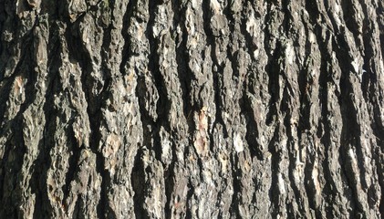 Lebanese Cedar Bark