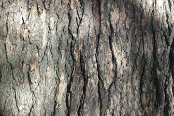 Lebanese Cedar Bark