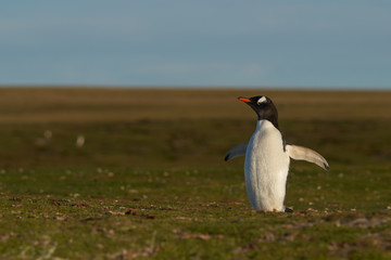 Gentoo Penguins (Pygoscelis papua) on a grassy pasture on Bleaker Island in the Falkland Islands.
