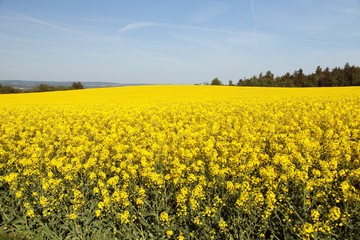 Fototapeta premium Rapeseed, canola or colza field in Latin Brassica Napus