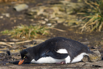 Rockhopper Penguin (Eudyptes chrysocome) drinking from a pool of water at their nesting site on the cliffs of Bleaker Island in the Falkland Islands