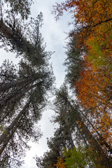 Autunno nel parco nazionale della Sila