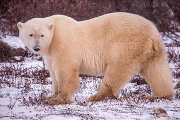 Obraz na płótnie Canvas Male polar bear standing strongly