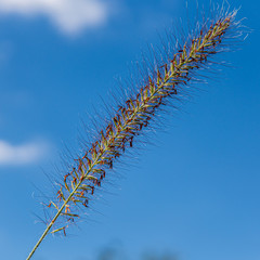 Getreide vor blauem Himmel