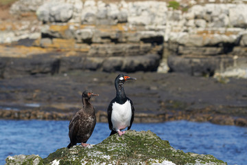 Rock Shag (Phalacrocorax magellanicus) standing on the cliffs of Bleaker Island in the Falkland...