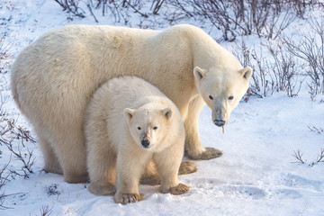 Mom and cub watching carefully