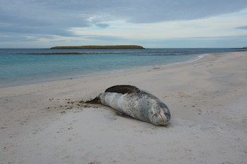Leopard Seal (Hydrurga leptonyx) resting on a sandy beach Bleaker Island in the Falkland Islands.