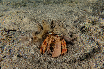 Crab in the Red Sea Colorful and beautiful, Eilat Israel
