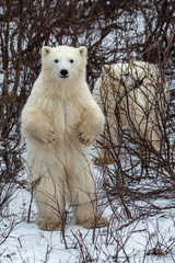 Curious polar bear cub standing up