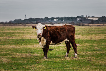 Cow in field