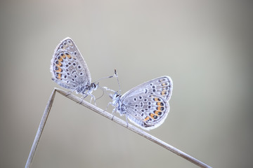 Macro de papillon dans les prés © Didier