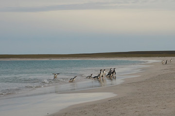 Gentoo Penguins (Pygoscelis papua) coming back to land after a day spent feeding at sea. Bleaker Island in the Falkland Islands.