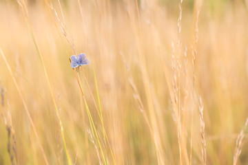 Macro de papillon dans les prés