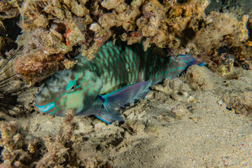 Fish swim in the Red Sea, colorful fish, Eilat Israel