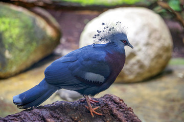 Gloomy dove in Barcelona Zoo. Spain. Ornithology. 