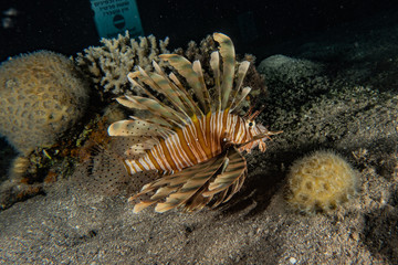 Lion fish in the Red Sea colorful fish, Eilat Israel