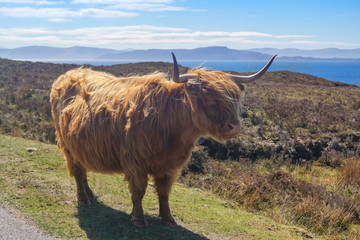 A brown highland cow near Applecross in Scotland