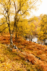 Obraz premium Autumn in Glen Strathfarrar in the Scottish Highlands. Portrait, vertical with golden ferns and silver birch trees.