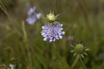 Flower of a pigeon scabious, Scabiosa columbaria