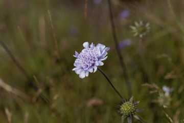 Flower of a pigeon scabious, Scabiosa columbaria