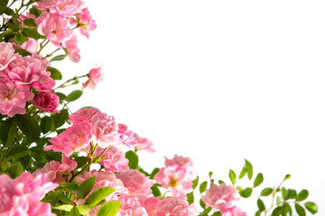 Obraz na płótnie Canvas Pink roses arrangement with copy space on white