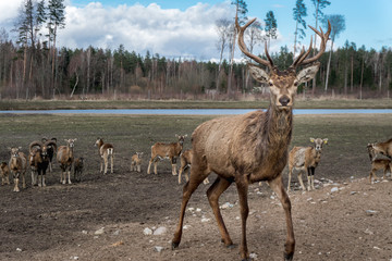 Dramatic deer herd leader of safari deer park in Latvia during feeding at sunny spring morning with pine tree forest in background and blue cloudy sky