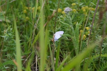 butterfly hiding from the rain sitting on a blade of grass
