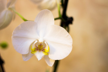 Blooming orhid flowers Phalaenopsis white colors blossoming