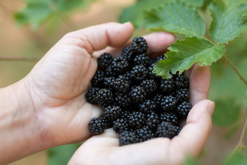 Hands of a woman with fresh blackberries in the mountains.